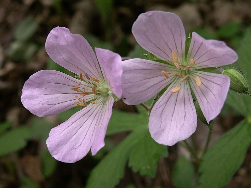 Wild Geranium Fits Perfectly Into Woodland Plantings