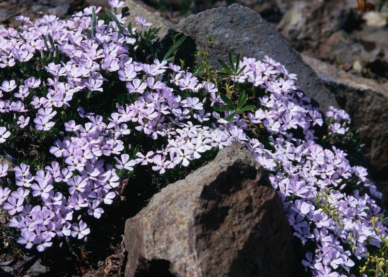 Creeping Phlox Covers The Ground And Asks For Almost Nothing