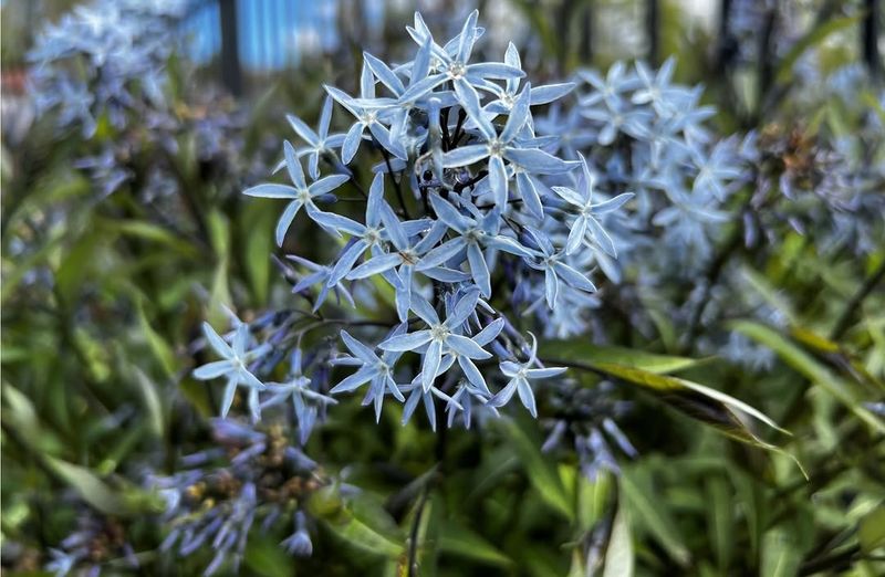 Blue Star With Soft Sky-Blue Flowers