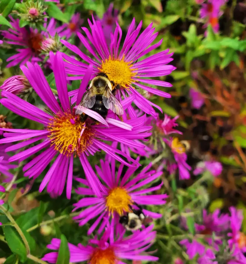 New England Aster