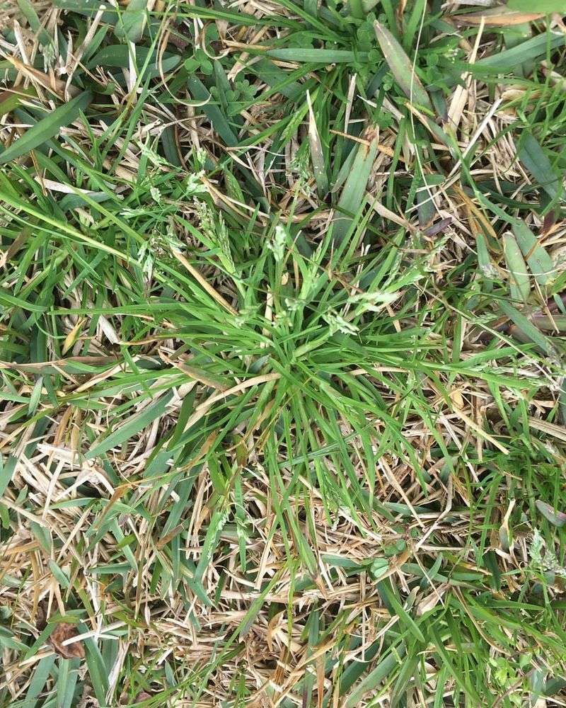 Annual Bluegrass Competes In Areas Being Prepared For Sod