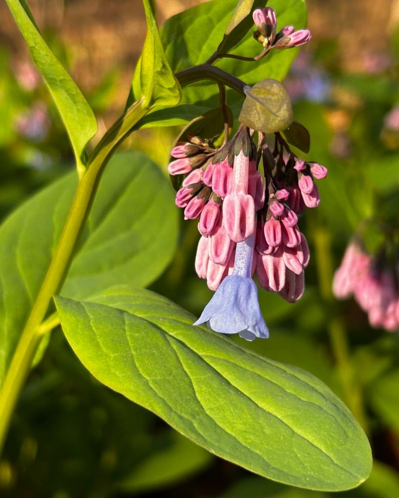 Virginia Bluebells