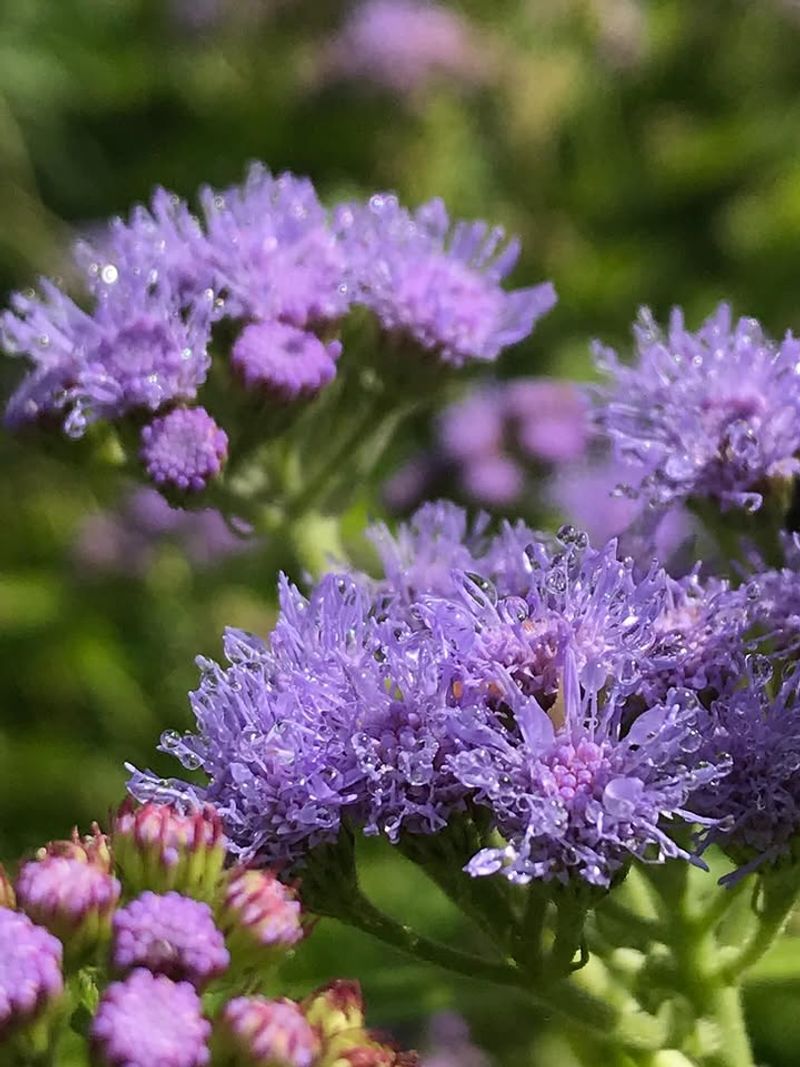 Blue Mistflower 