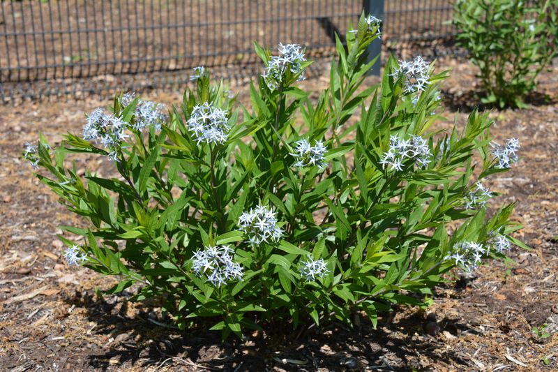 Blue Star Stays Neat All Season Long