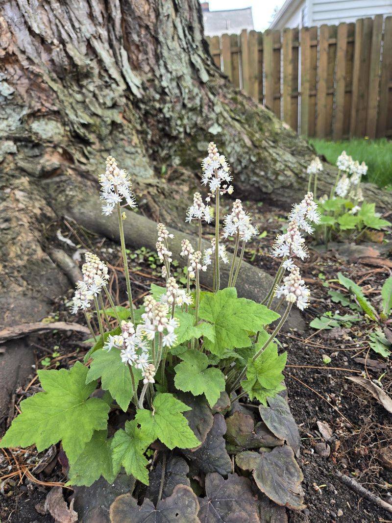 Foamflower Spreads Gently In Woodland Conditions