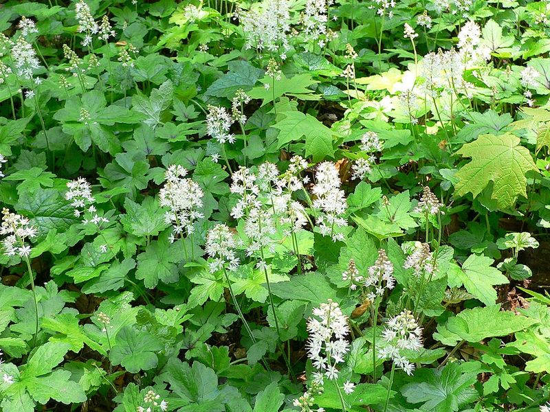 Foamflower Adds Texture And Soft Blooms In Shade