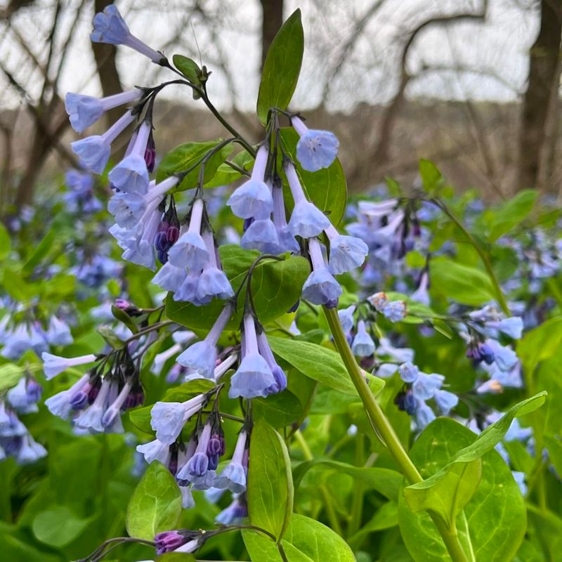 Virginia Bluebells (Mertensia Virginica)