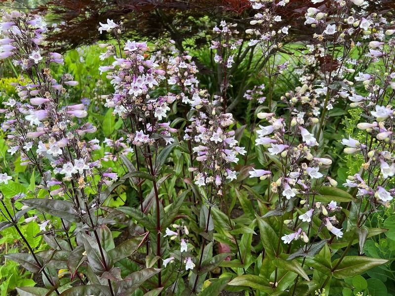 Beardtongue (Penstemon Digitalis)