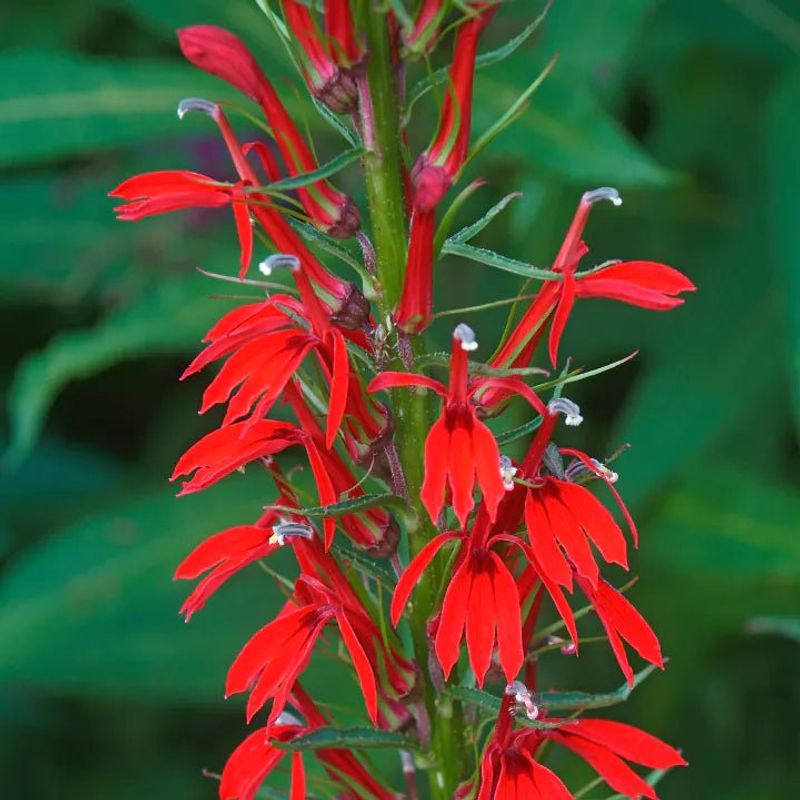 Cardinal Flower (Lobelia cardinalis)