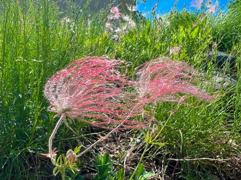 Prairie Smoke