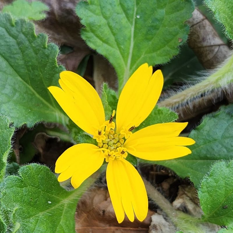 Green And Gold 