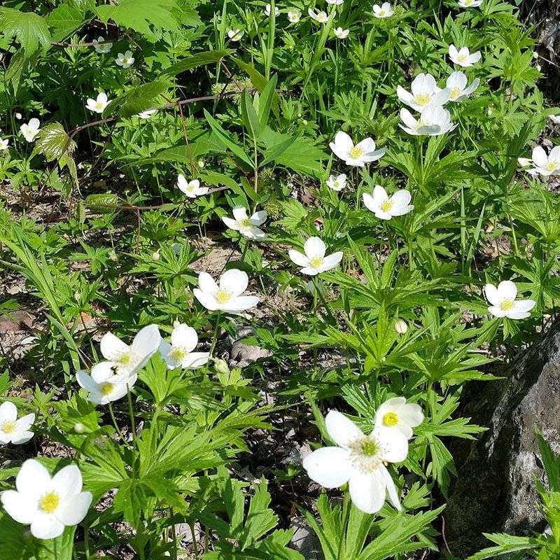 Canada Anemone (Anemone canadensis)
