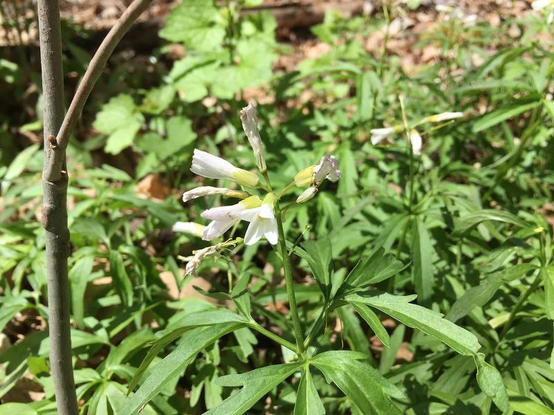 Cut-Leaved Toothwort (Cardamine concatenata)