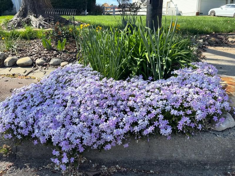 Moss Phlox Brings A Bright Spring Carpet