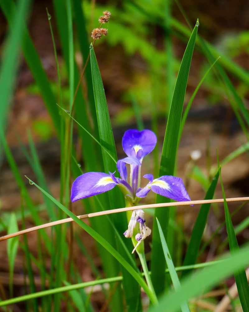 Blue Flag Iris Grows In Wet Soil Fireflies Prefer
