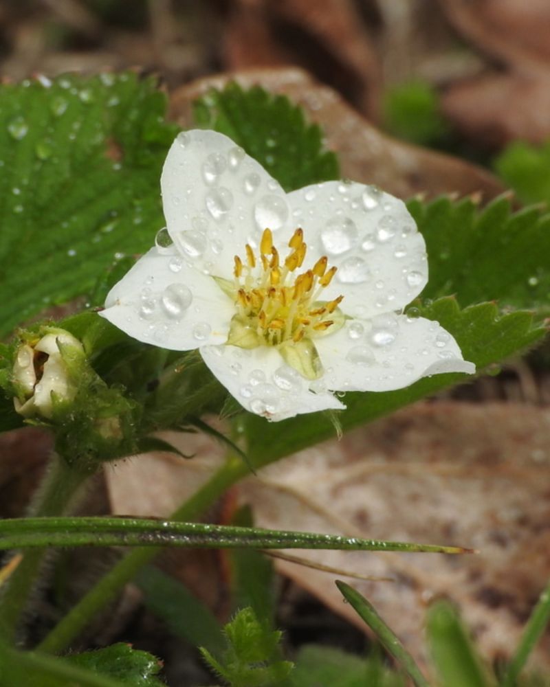 Wild Strawberry Softens The Edge
