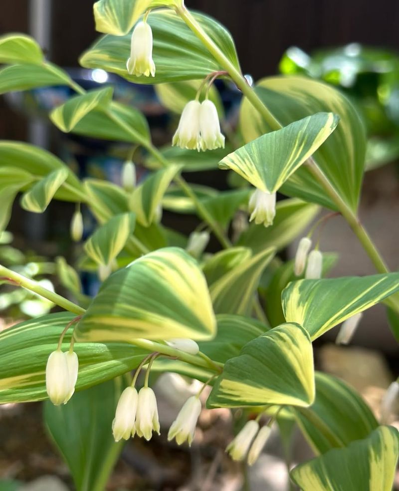 Solomon's Seal Tolerates Shade And Heavy Soil Well