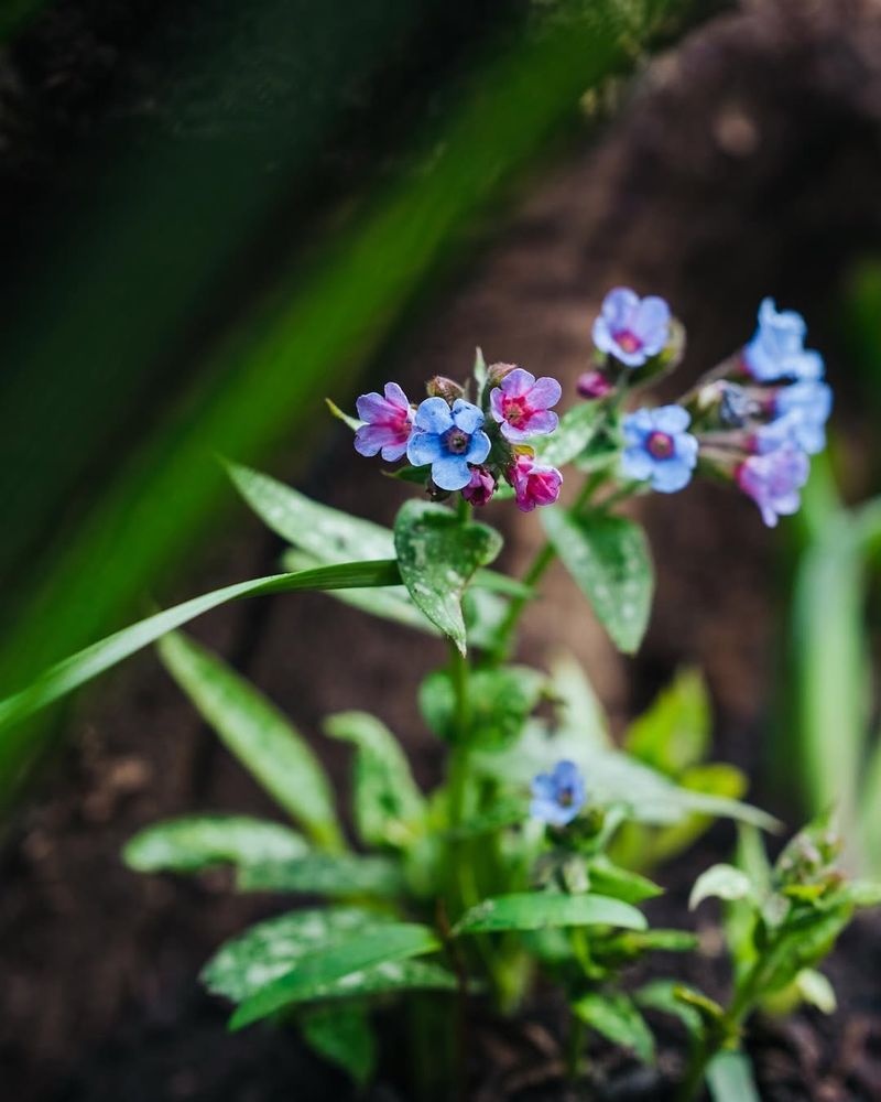 Lungwort Blooms Early When Almost Nothing Else Will