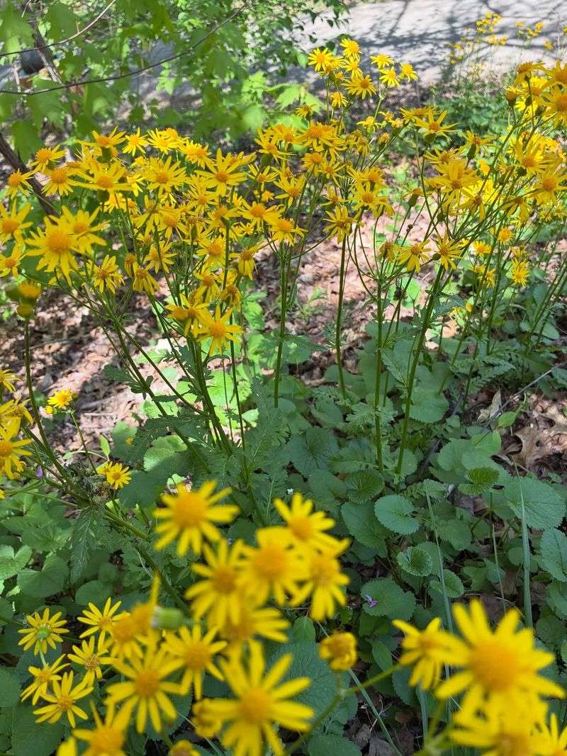 Golden Ragwort Fills Space Fast In Moist Soil
