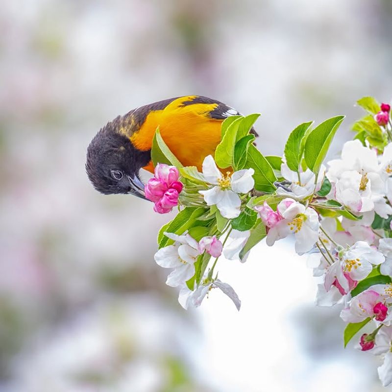 American Crabapple (Malus coronaria)