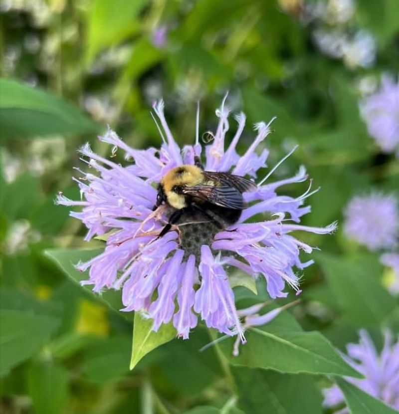 Bee Balm That Draws Plenty Of Attention