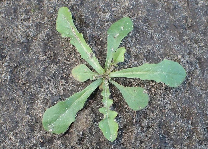 Dandelion Sends Deep Roots Into Georgia Soil