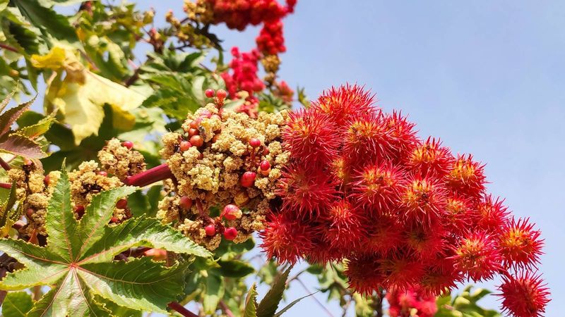 Castor Bean Stands Out For All The Wrong Reasons