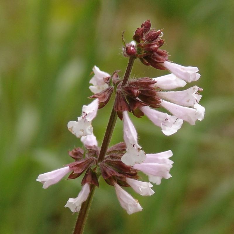 Lyreleaf Sage Adds Texture Under Tree Canopies