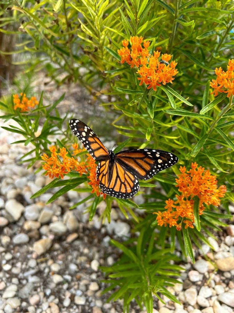 Butterfly Weed Bold Color That Lasts