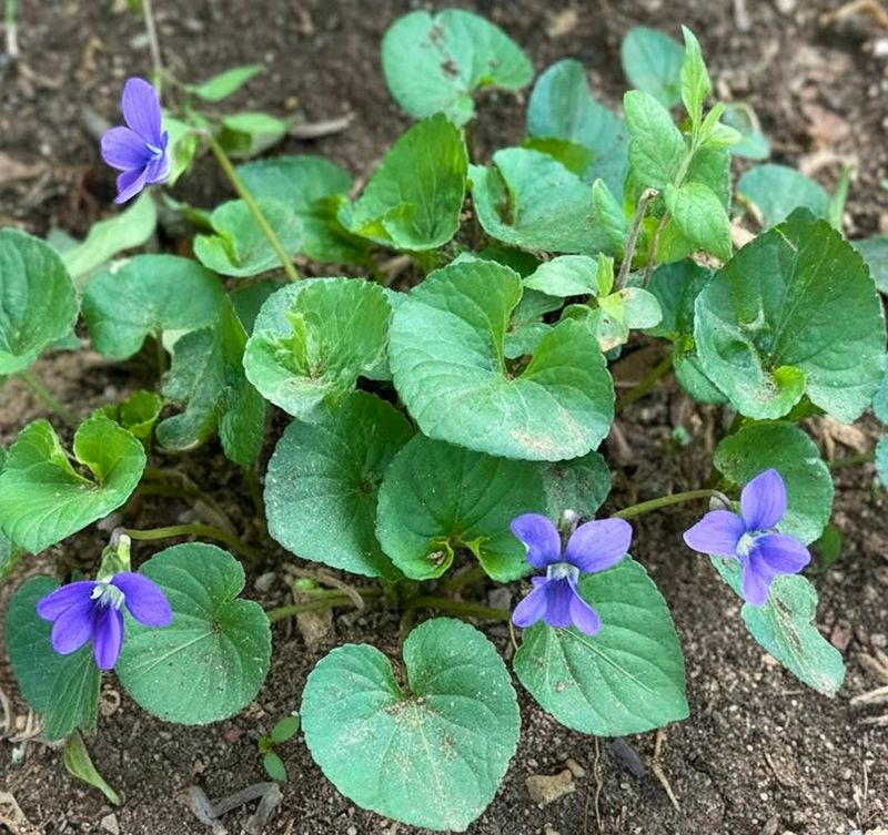 Native Violet Spreads In Sun Or Shade