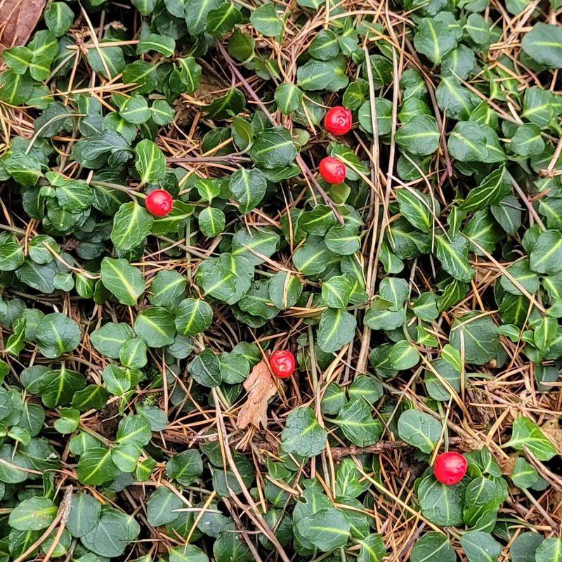 Partridgeberry Stays Low And Handles Shaded Areas Well