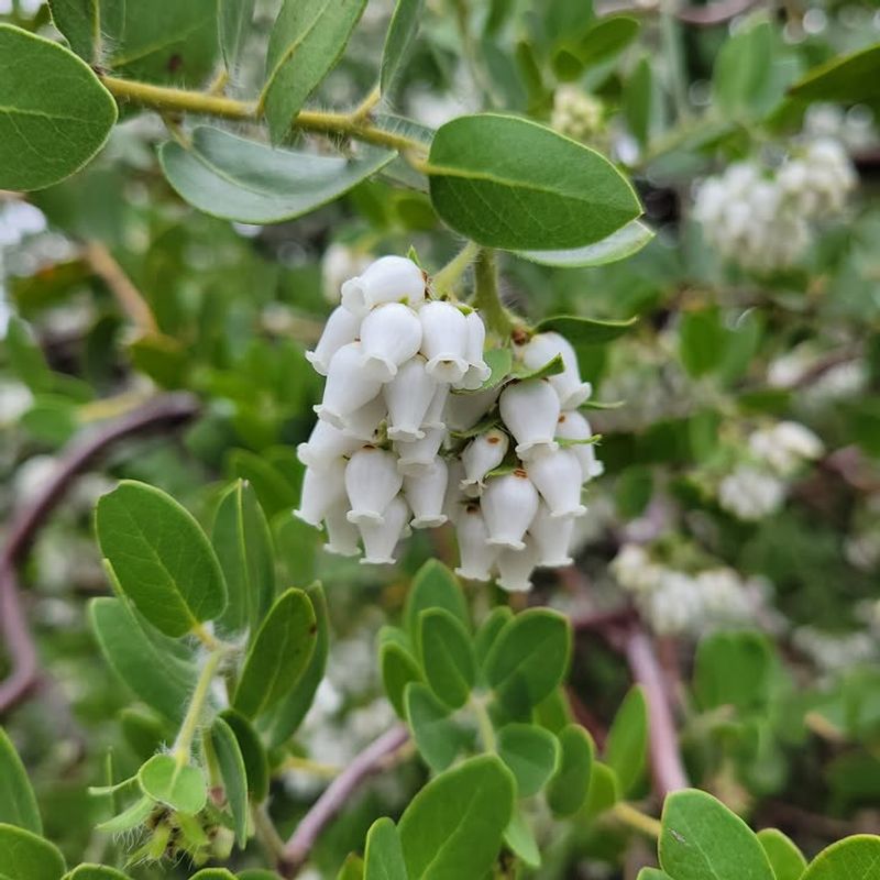 Manzanita Groundcovers Built For Dry, Difficult Spots