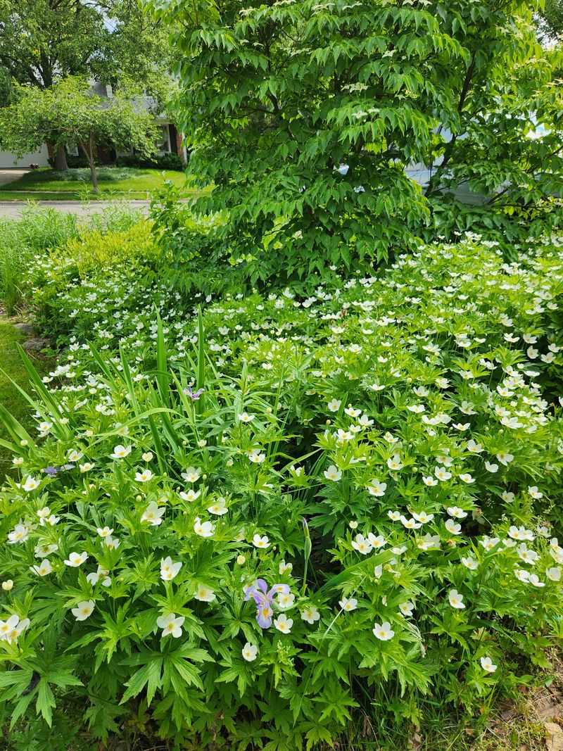 Canada Anemone (Anemone canadensis)