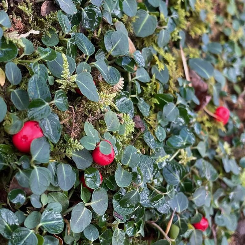 Partridgeberry Forms A Low Evergreen Carpet