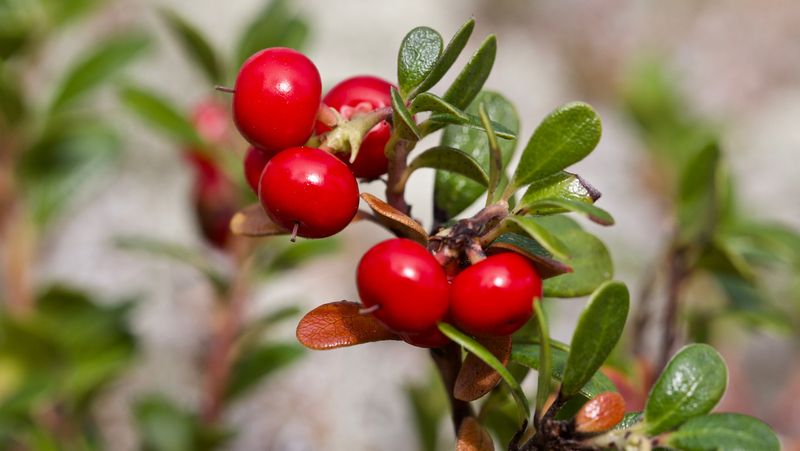Bearberry That Covers Ground Neatly