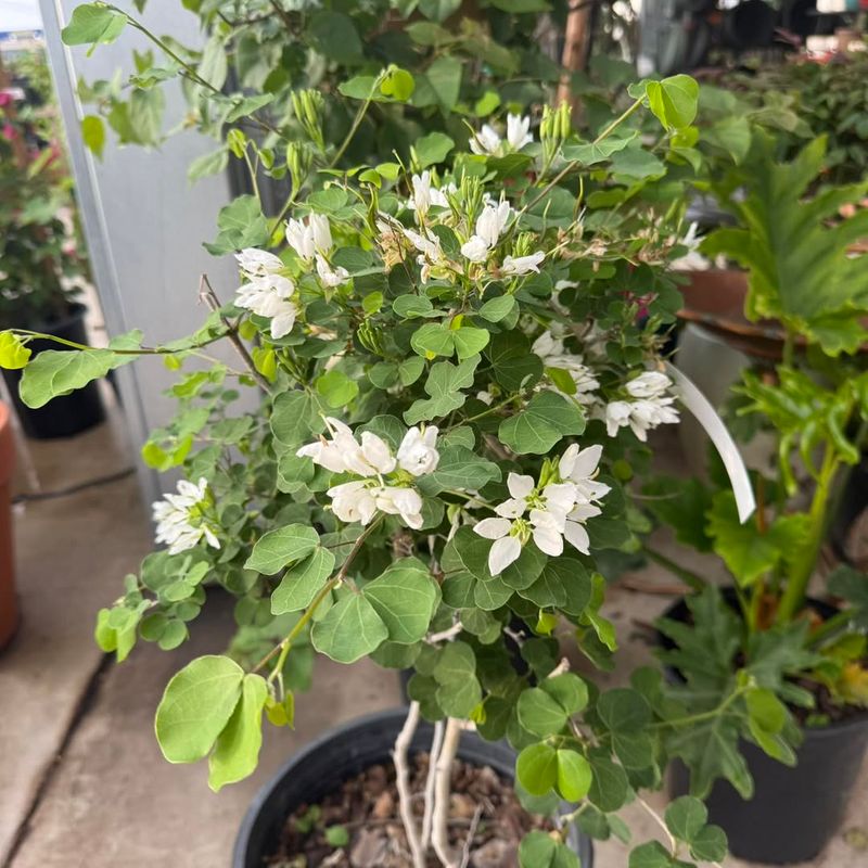 Anacacho Orchid Tree Handles Spring Growth In Full Sun