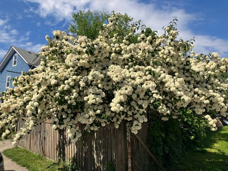 Viburnum With Clusters Of Spring Flowers And Berries