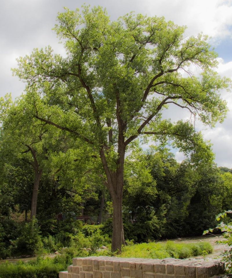 Cottonwoods And Poplars