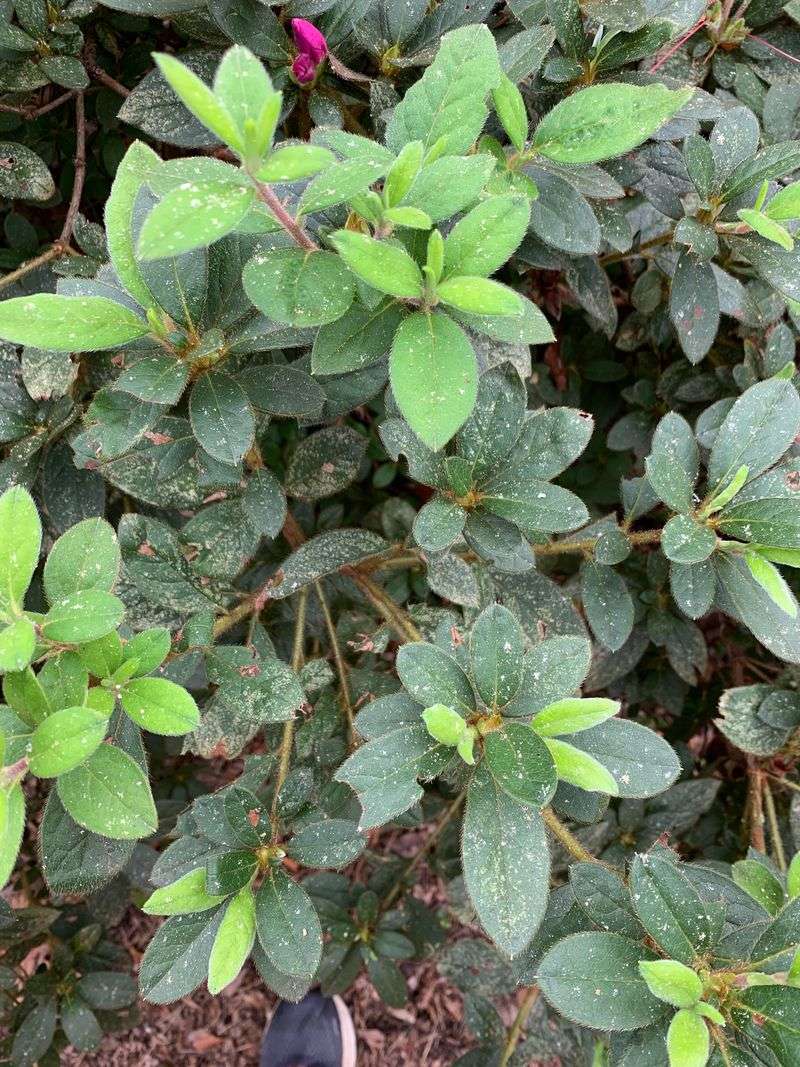 Leaves Look Pale Or Bleached In Direct Light