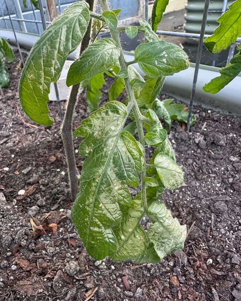 Flush Salt Buildup And Let Soil Dry Before Watering Again