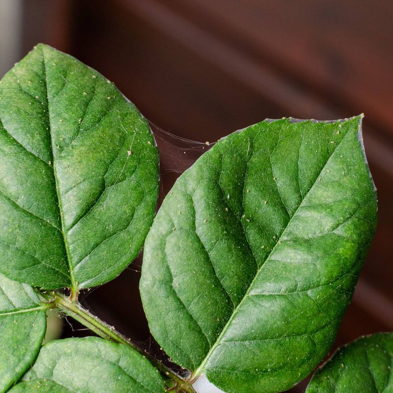 Tiny Webs On Leaves Or Stems Can Signal Spider Mite Activity