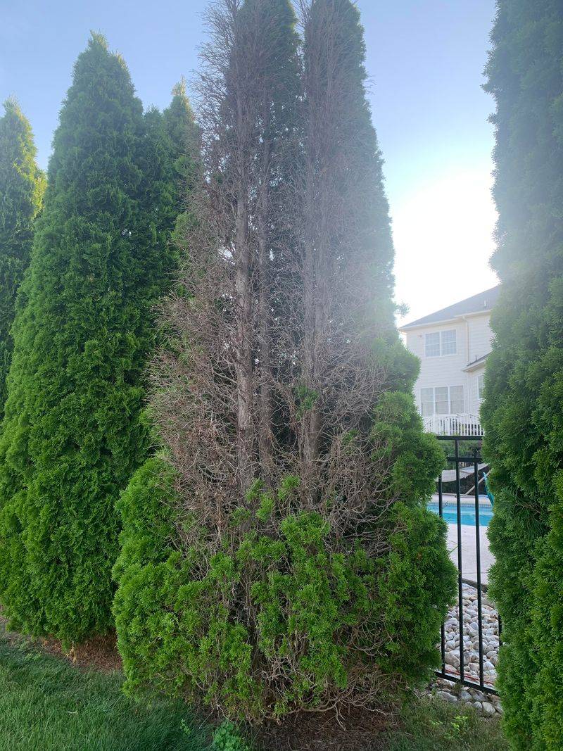 Pests And Disease Delay Recovery