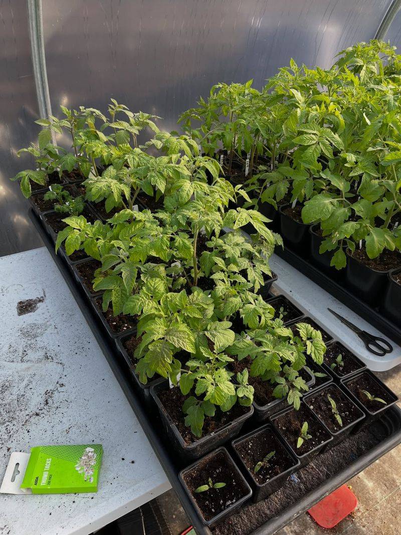 Transplant Shock Eats Into Your Short Growing Season