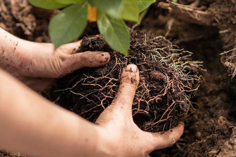 Compacted Soil Makes Spring Conditions Even Tougher