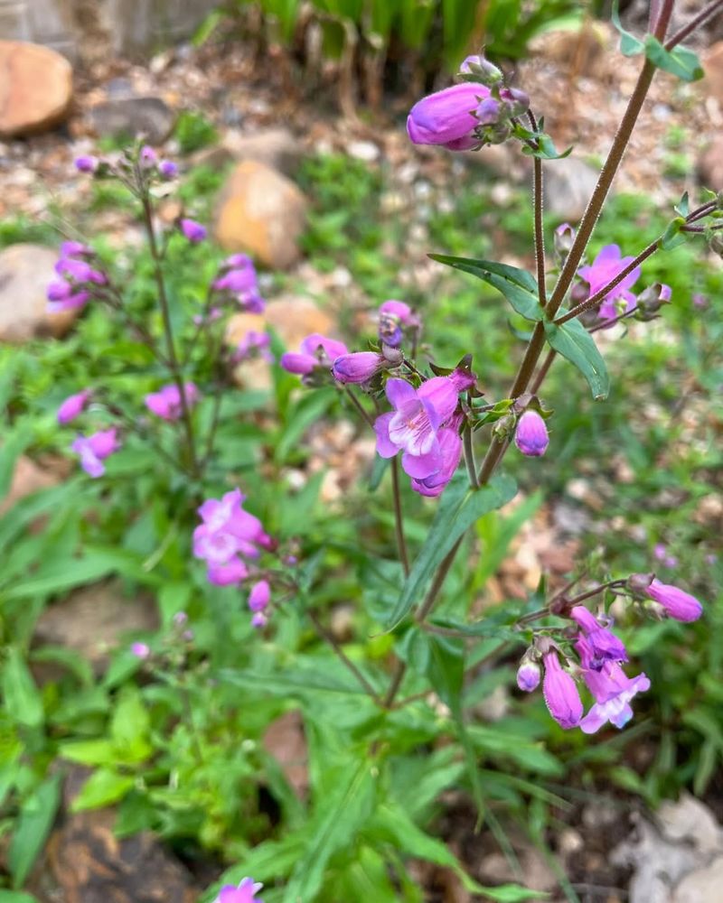 Gulf Coast Penstemon