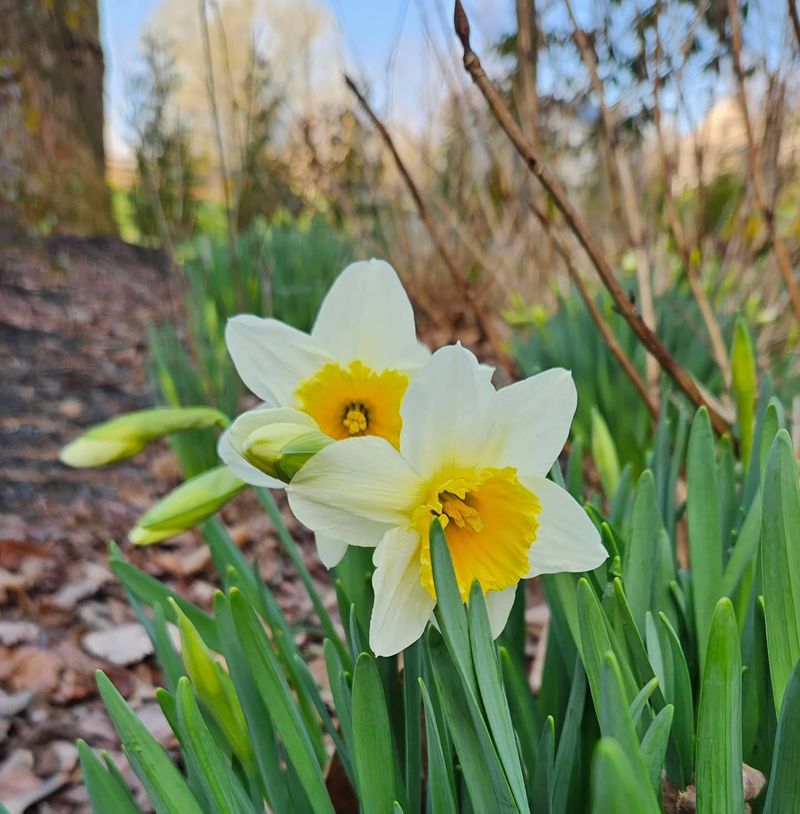 Daffodils (Narcissus spp.)