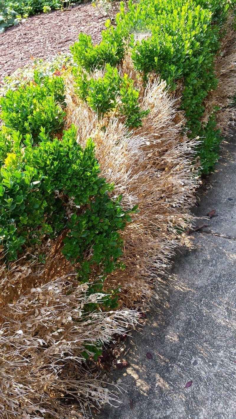 Frozen Soil Prevents Water Uptake