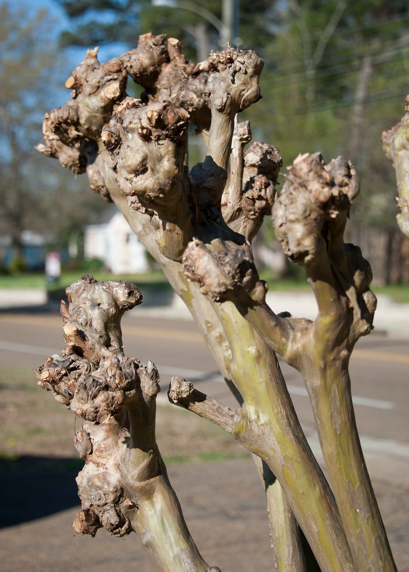 Bad Pruning That Ruins Structure