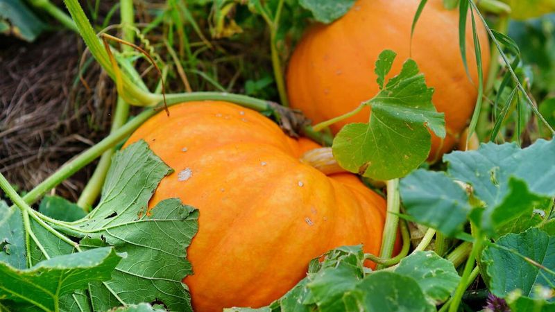 Pumpkins Bring Bold Growth And Plenty Of Garden Charm