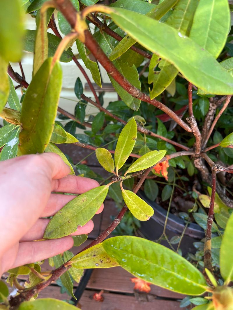 Wet Soil Can Weaken Roots And Fade Leaf Color